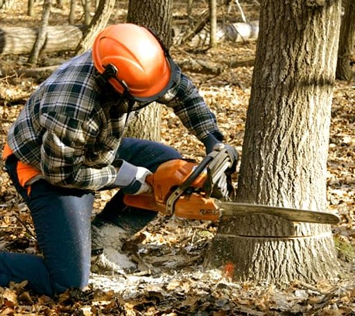 Tree Removal in Detroit, TX